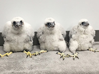 Three baby falcons